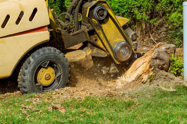 How Our Tree Care Process Works  in  Greenbrier, AR